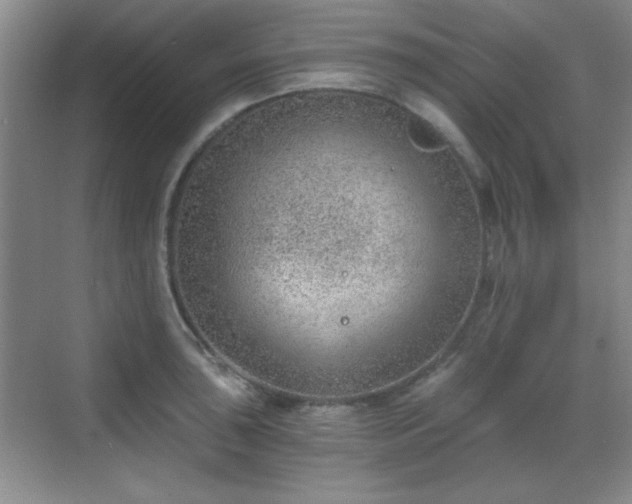 X0000068831043200605081208