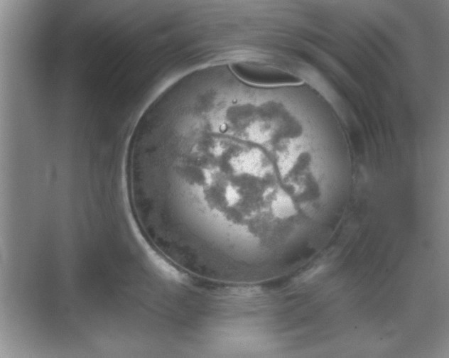 X0000068831055200605081208