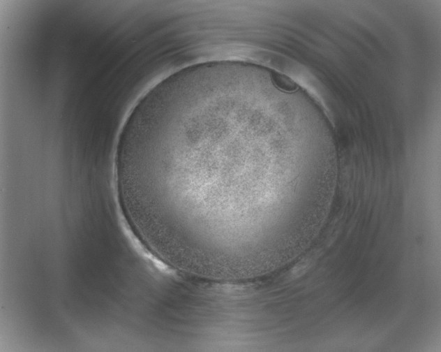 X0000068831088200605081207