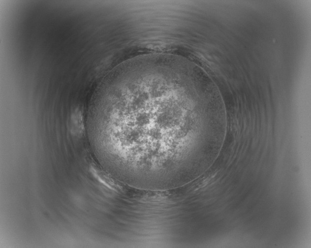 X0000068831106200605081206