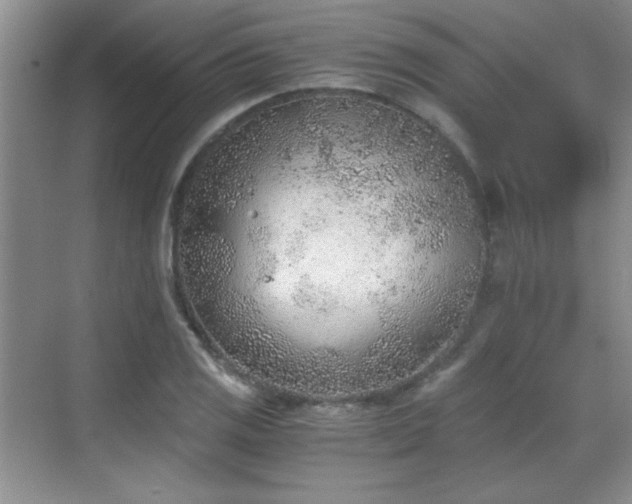 X0000068831125200605081206