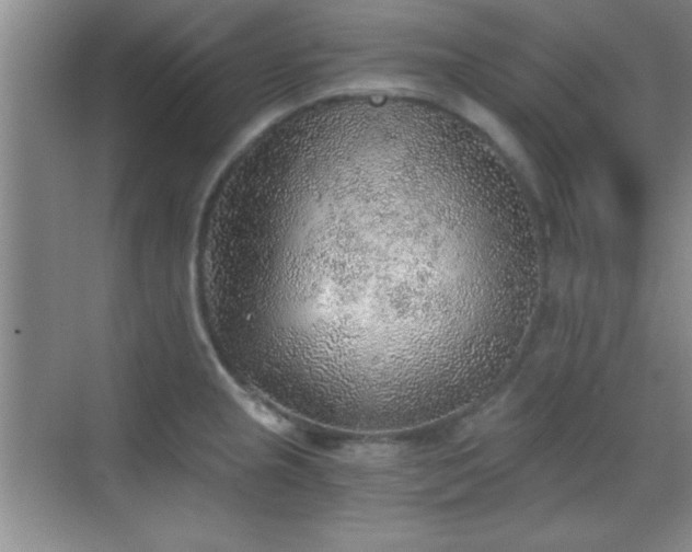 X0000068831237200605081205