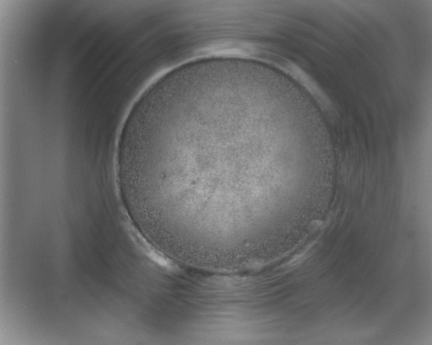 X0000068831240200605081205