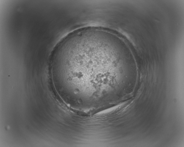 X0000068831263200605081204