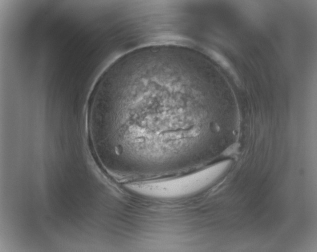 X0000068831275200605081204