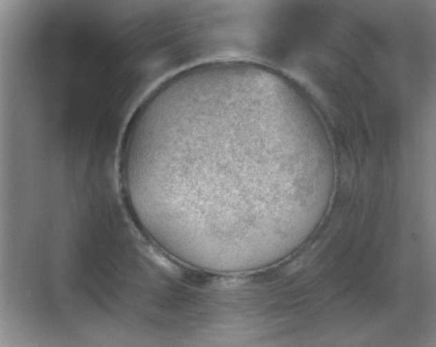 X0000068831278200605081204