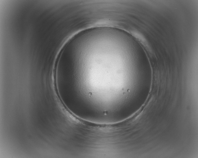 X0000068831288200605081204