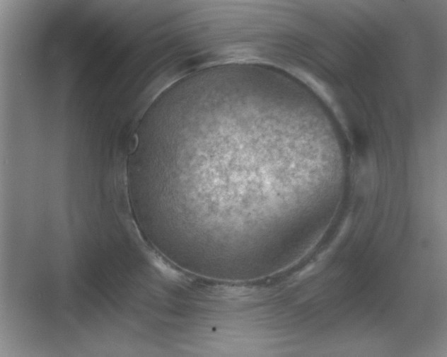 X0000068831289200605081204