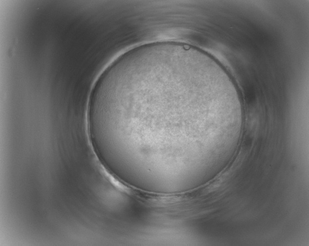 X0000068831294200605081203