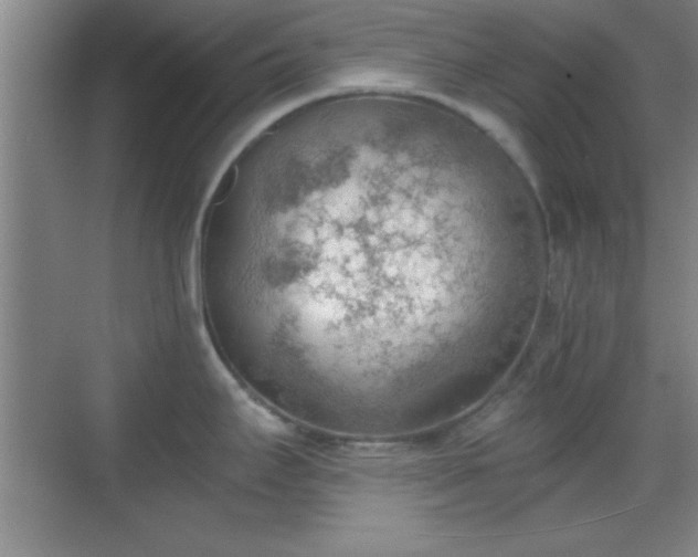 X0000068831295200605081203