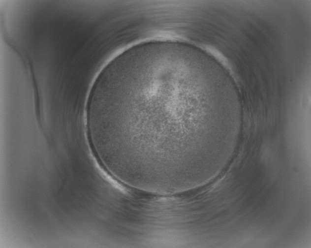 X0000068831335200605081203