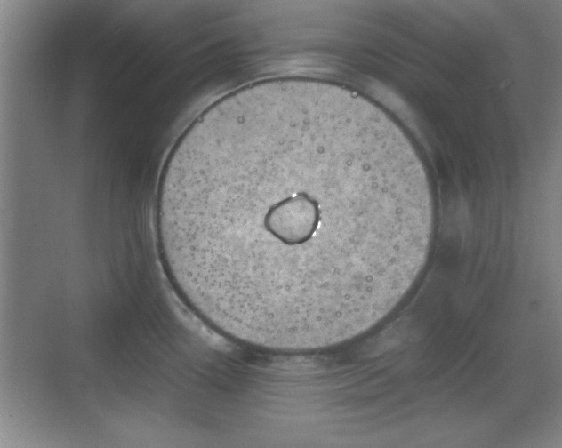 X0000068831338200605081203