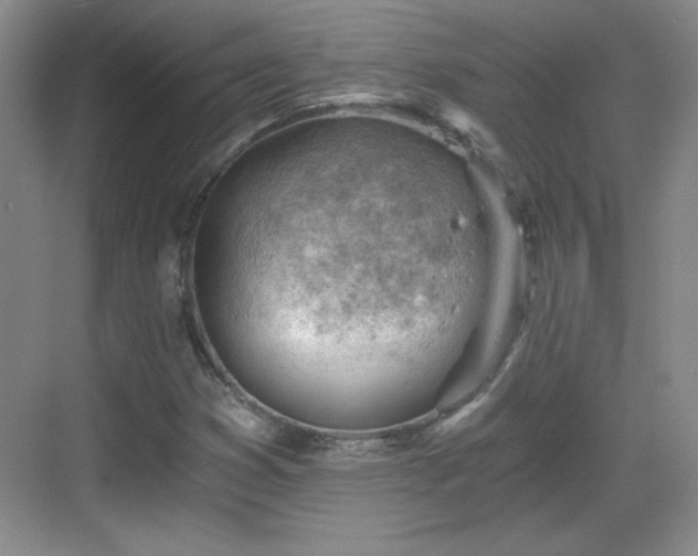 X0000068831353200605081202