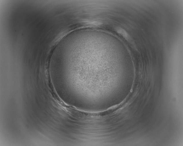 X0000068831354200605081202