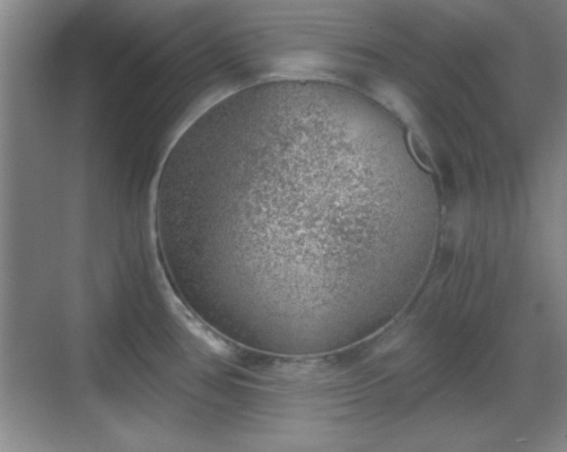 X0000068831386200605081202