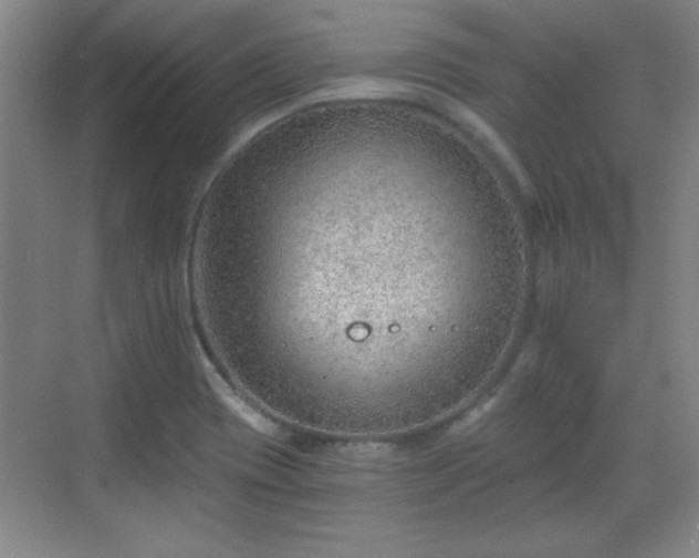 X0000068831417200605081201