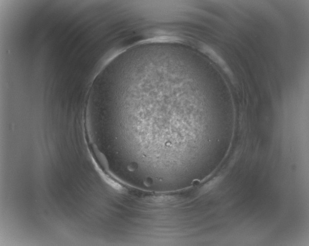 X0000068831425200605081202