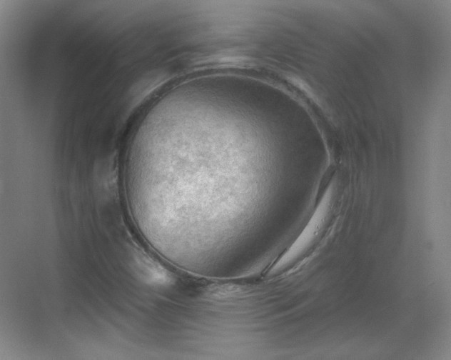 X0000068831450200605081201