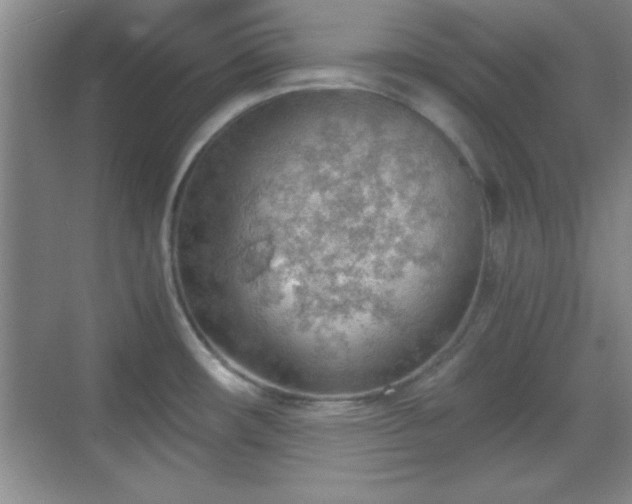 X0000068831482200605081200