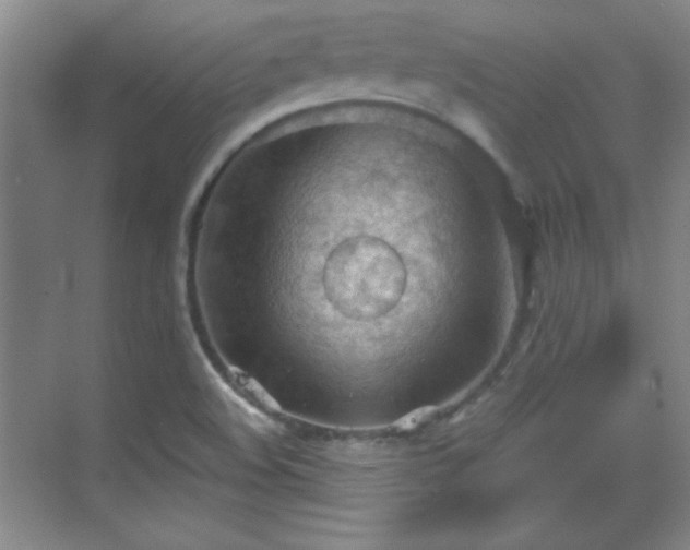 X0000068831508200605081200