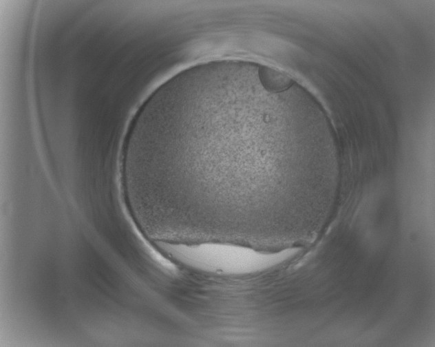 X0000068831525200605081200