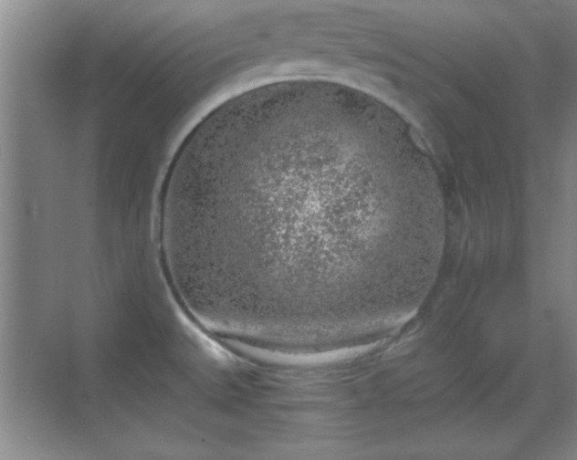 X0000068831527200605081200