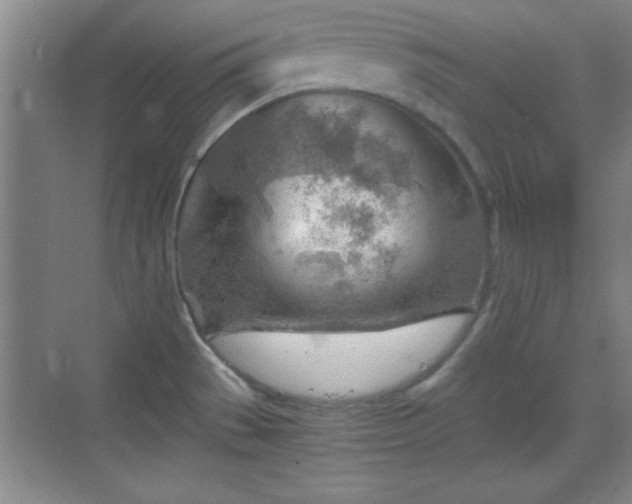 X0000068831529200605081200