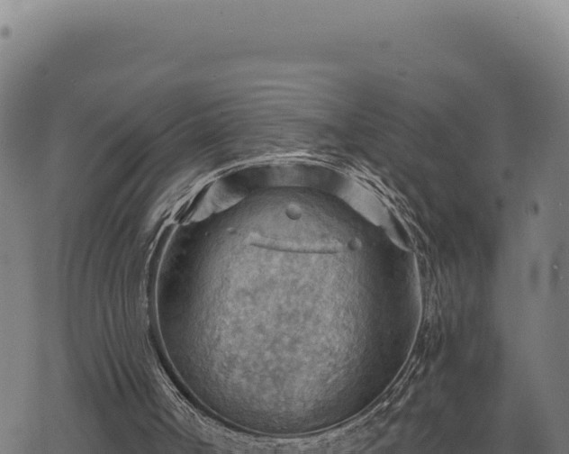 X0000068830002200605121353