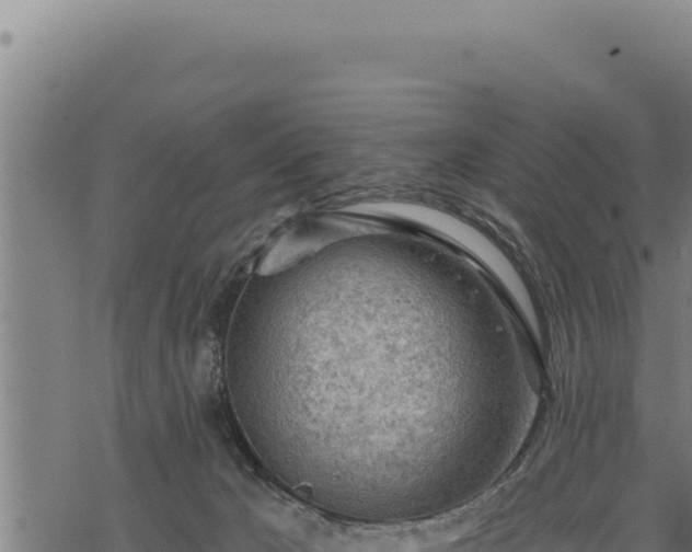 X0000068830029200605121352