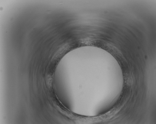 X0000068830036200605121352