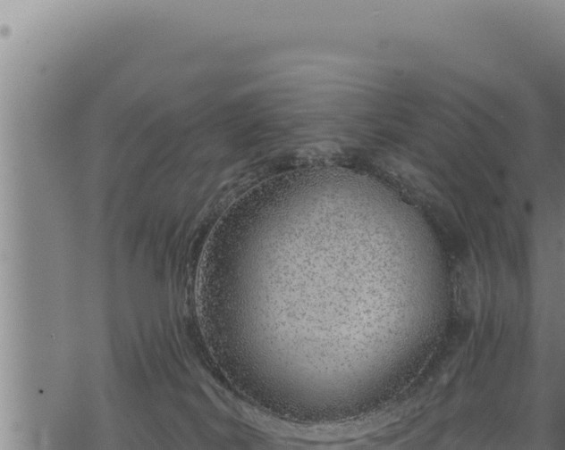 X0000068830038200605121352