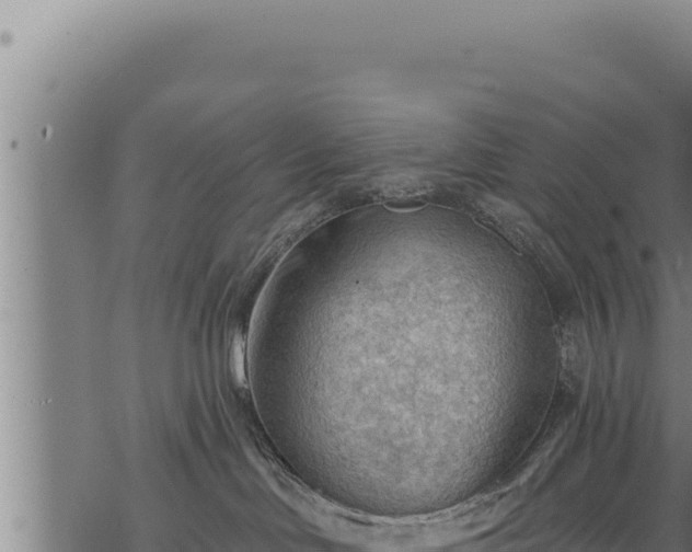 X0000068830046200605121352