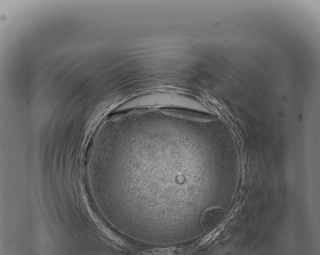 X0000068830049200605121351