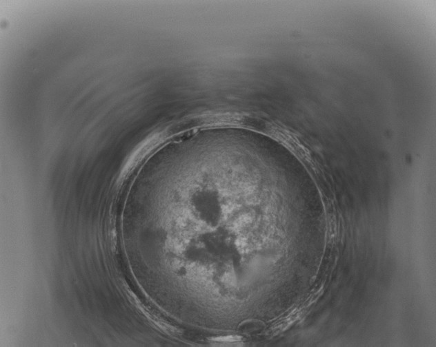 X0000068830053200605121351