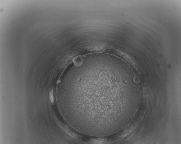 X0000068830069200605121352