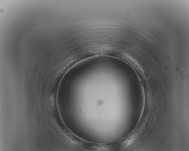 X0000068830113200605121351