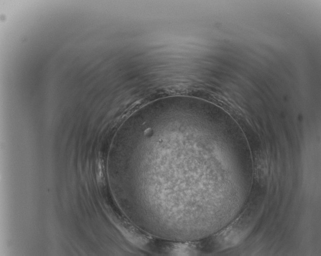 X0000068830130200605121351