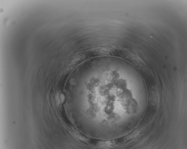 X0000068830131200605121351