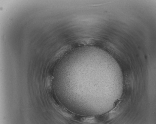 X0000068830132200605121351