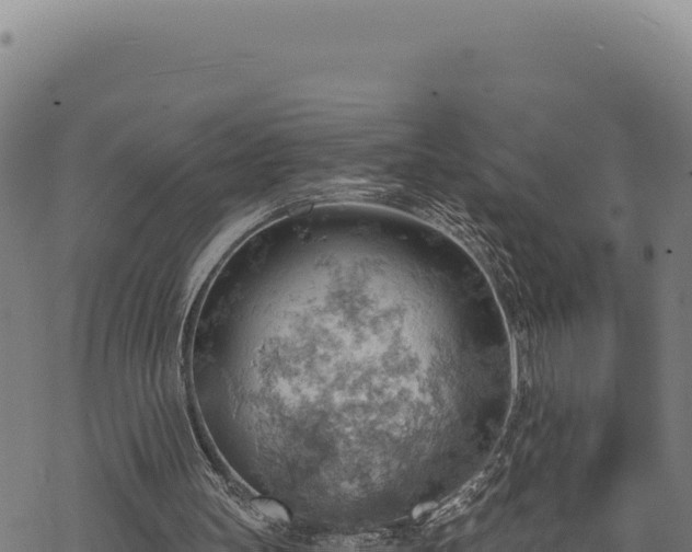 X0000068830147200605121350