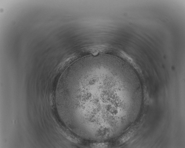 X0000068830161200605121350