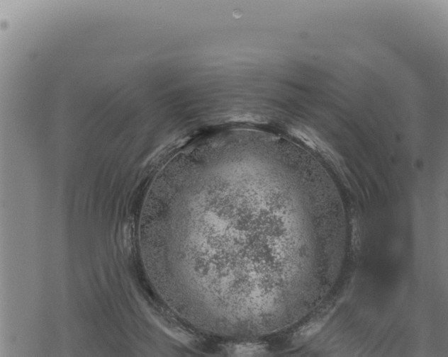 X0000068830165200605121350