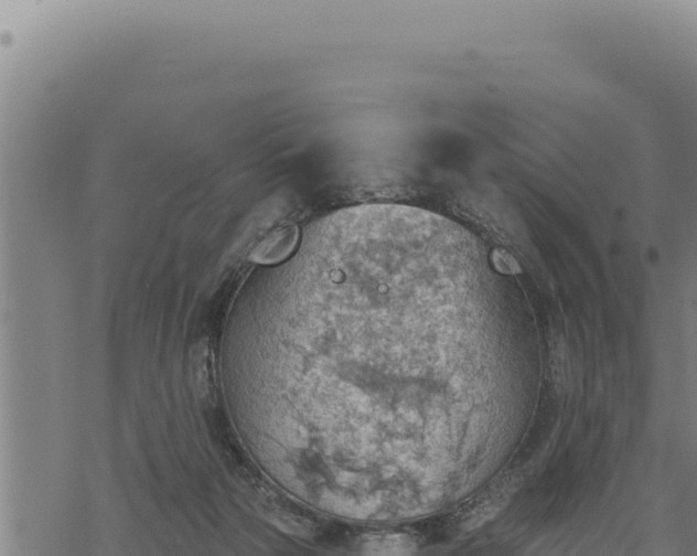 X0000068830169200605121350