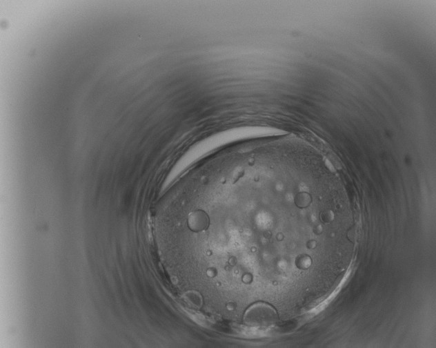 X0000068830191200605121350