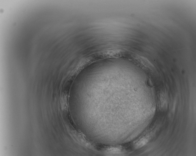 X0000068830236200605121349