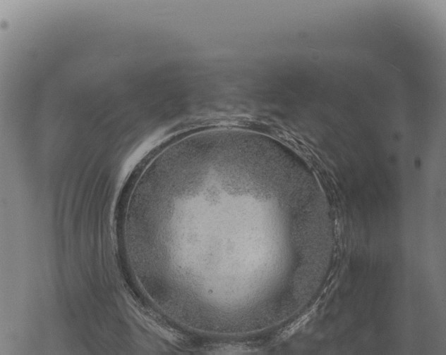 X0000068830246200605121348