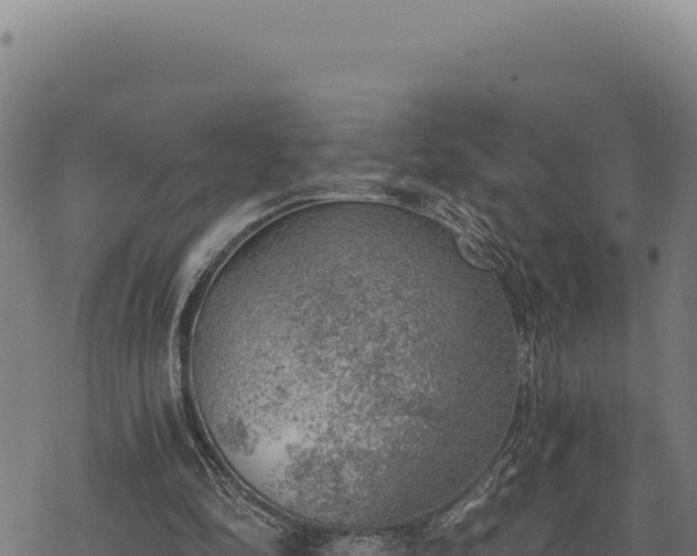 X0000068830294200605121348