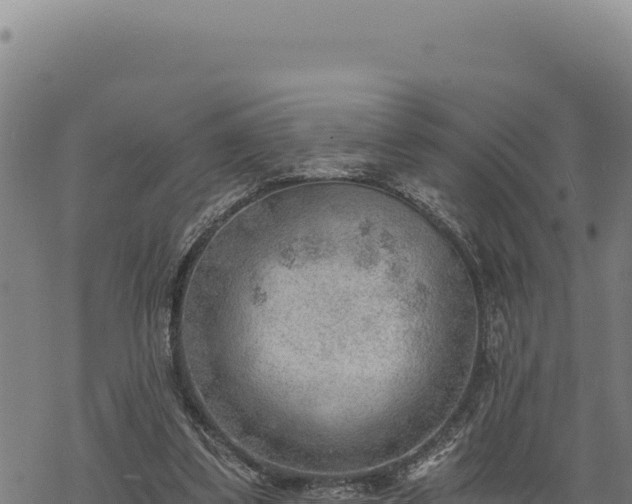 X0000068830299200605121348