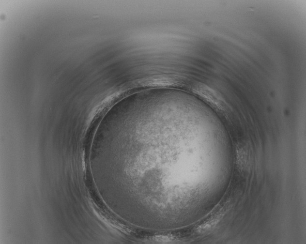 X0000068830302200605121348