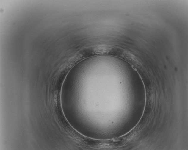 X0000068830315200605121348